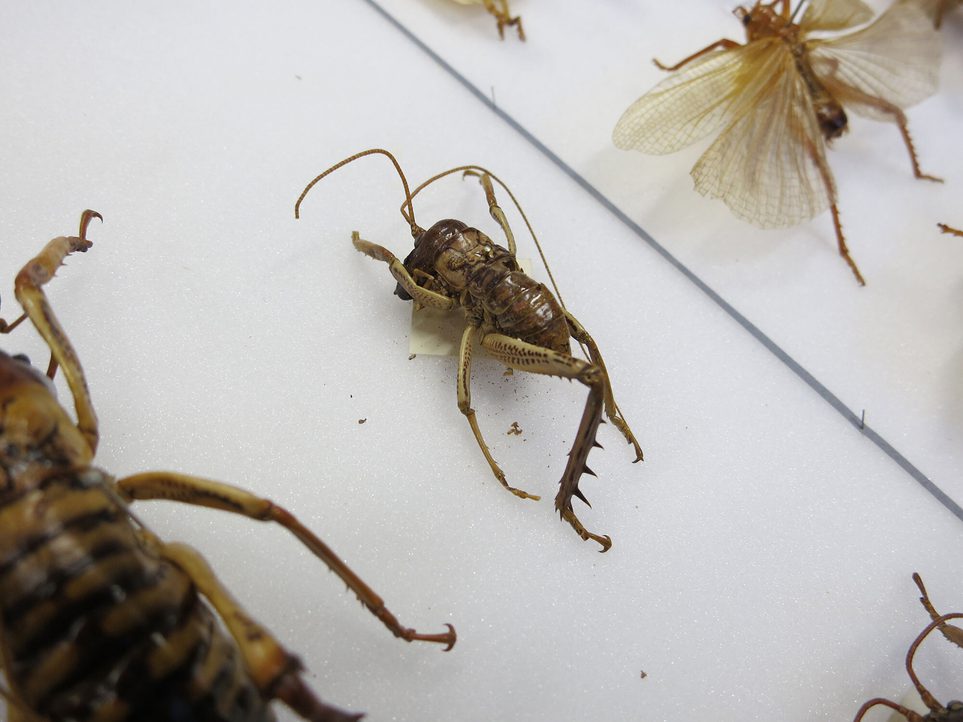 Frass below entomology specimen